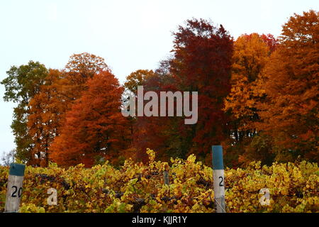 Couleurs d'automne faisant son chemin sur les arbres et les feuilles de vigne en modifiant les couleurs, au Michigan. Banque D'Images