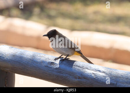 Bulbul commun close up de pilanesberg national park, afrique du sud. safari et la faune. L'observation des oiseaux.Pycnonotus barbatus Banque D'Images