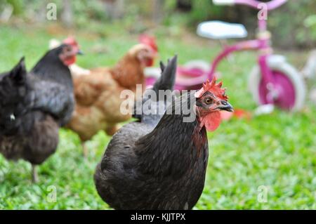 Les poulets domestiques dans un jardin de banlieue, un mode de vie durable, Townsville, Queensland, Australie Banque D'Images