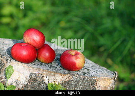 Pommes colorées sur un tronc d'arbre sur fond vert Banque D'Images