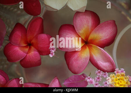 Fleurs de frangipanier dans l'eau. Battambang. Le Cambodge. Banque D'Images