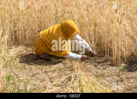 La récolte des cultures de blé par une femme vêtue de l'uniforme jaune, de l'Inde. Banque D'Images