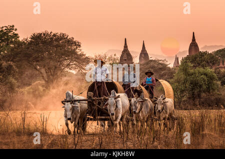 Bagan, myanmar - mars 10, 2016 : undefined transport rural birman avec deux bœufs tirant charrette sur route poussiéreuse sur la fi pagodes de Bagan Banque D'Images