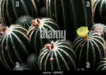 Jardin botanique de la ville de Genève. Parodia magnifica est une espèce de plantes de la famille des Cactaceae, originaire du sud du Brésil. Switzerl Banque D'Images