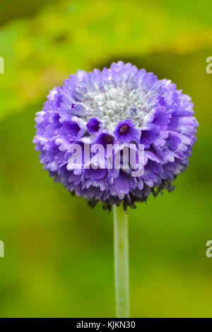 Une primula glomerata dans la nature ; photo prise au Bhoutan. Banque D'Images