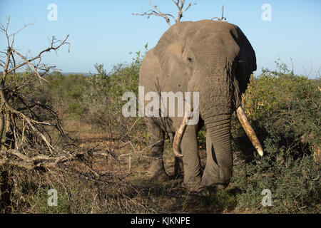 Le Parc National de Kruger. Old African Elephant (Loxodonta africana). L'Afrique du Sud. Banque D'Images