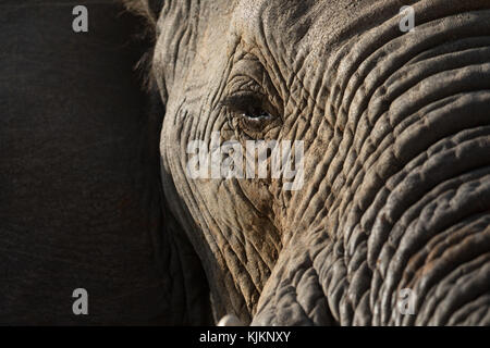 Madikwe Game Reserve. L'éléphant africain (Loxodonta africana). Close-up d'un oeil. L'Afrique du Sud. Banque D'Images