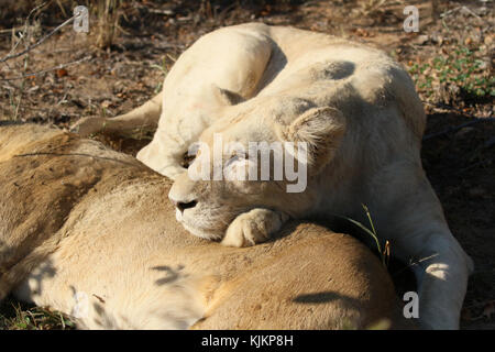 Le Parc National de Kruger. Lionne blanche (Panthera leo). L'Afrique du Sud. Banque D'Images