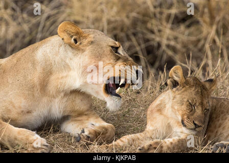 Le Parc National du Serengeti. Lionne et cub (Panthera leo). La Tanzanie. Banque D'Images