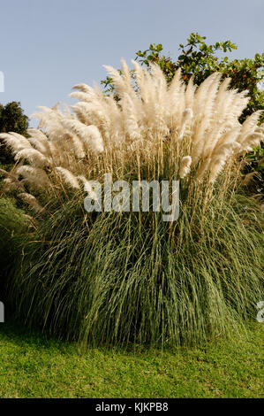 L'herbe de la pampa cortaderia selloana herbe Banque D'Images