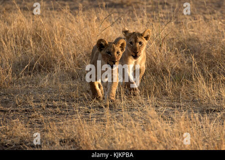 Le Parc National du Serengeti. Lion cubs (Panthera leo). La Tanzanie. Banque D'Images