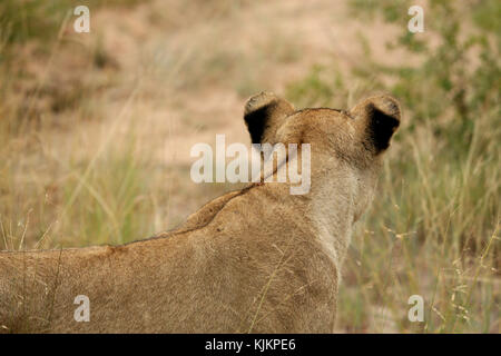 Le Parc National de Kruger. Lioness (Panthera leo). L'Afrique du Sud. Banque D'Images