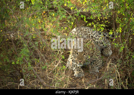 Le Parc National du Serengeti. Leopard (Panthera pardus). La Tanzanie. Banque D'Images