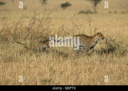 Le Parc National du Serengeti. African Leopard (Panthera pardus) dans la savane. La Tanzanie. Banque D'Images