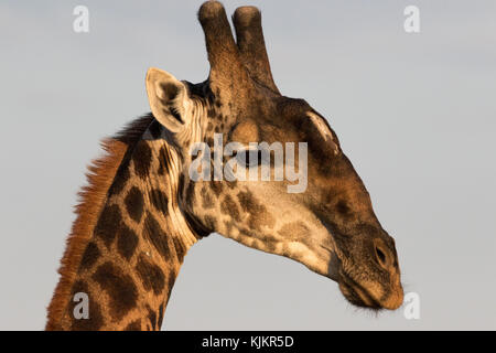 Madikwe Game Reserve. ( Girafe (Giraffa camelopardalis ) portrait. L'Afrique du Sud. Banque D'Images