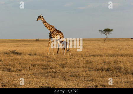 Le Parc National du Serengeti. Les jeunes et la Girafe (Giraffa camelopardalis mère ( ). La Tanzanie. Banque D'Images