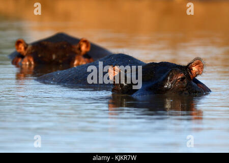 Le Parc National de Kruger. Emersed hippopotame dans l'eau. L'Afrique du Sud. Banque D'Images