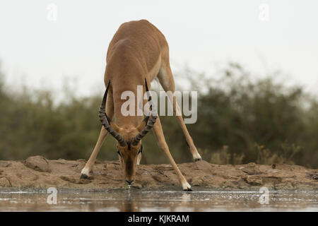 Madikwe Game Reserve. Impala (Aepyceros melampus). L'Afrique du Sud. Banque D'Images