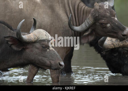 Le Parc National de Kruger. Buffle d'Afrique de l'alcool. L'Afrique du Sud. Banque D'Images