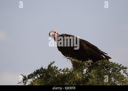 Le Parc National du Serengeti. Vautour africain (Gyps africanus) en Tanzanie. Banque D'Images