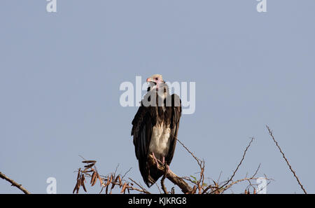 Le Parc National du Serengeti. Vautour africain (Gyps africanus) sur un arbre. La Tanzanie. Banque D'Images