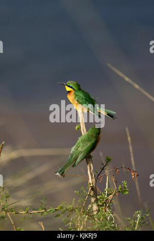 Le Masai Mara National Reserve. Deux petits guêpiers (Merops pusillus). Au Kenya. Banque D'Images