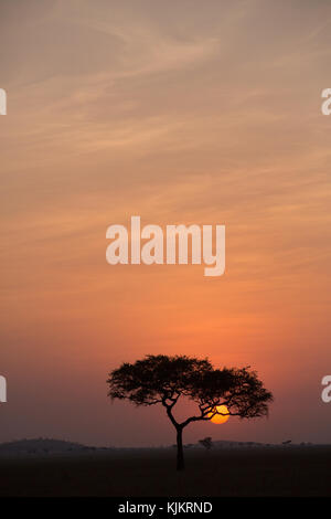 Le Parc National du Serengeti. Silhouette d'un arbre au coucher du soleil. La Tanzanie. Banque D'Images