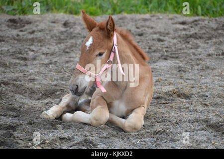 Petit poulain prendre du repos sur une zone de sable Banque D'Images