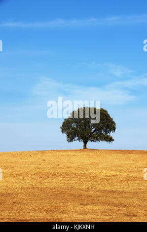 Seul arbre deciduos,champ au sud du Portugal Banque D'Images