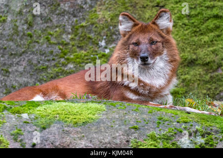 Dhole ou chien sauvage d'Asie Banque D'Images