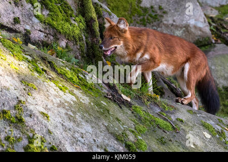 Dhole ou chien sauvage d'Asie Banque D'Images