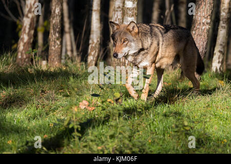 Loup gris Banque D'Images