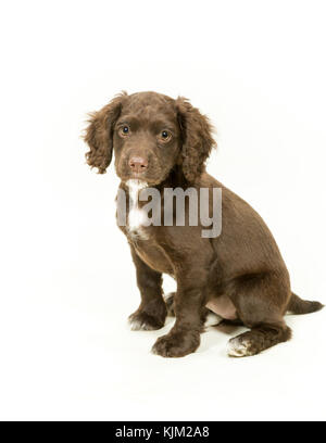 Chiot cocker de travail sur fond blanc Banque D'Images