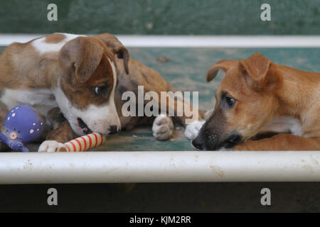 Deux chiots jouant dans un abri pour les chiens abandonnés. Photo par Nikki Attree Banque D'Images