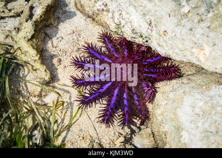 Couronne d'épines seastar (Acanthaster planci) sur le sable dans l'océan indien, les maldives. violet vif avec environ 15 Armes, cette belle étoile de mer a pois Banque D'Images