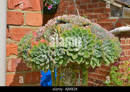 Une sélection de plantes succulentes affiché dans un panier suspendu Banque D'Images