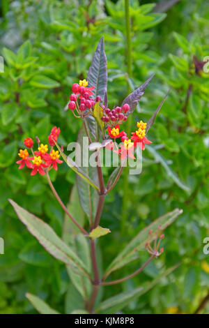 Un gros plan d'Asclepias rouge profond soyeux dans un jardin border Banque D'Images