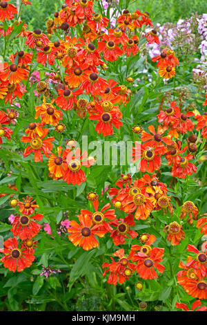Gros plan d'une fleur de jardin coloré avec la frontière helenium 'moerheim beauty' Banque D'Images