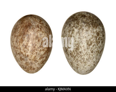 - Anthus pratensis pipit des prés Banque D'Images