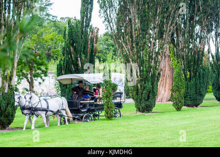 Deux chevaux blancs avec des oeillères tirant un chariot et d'un auvent blanc et dans les jardins du château de Birr Irlande Banque D'Images