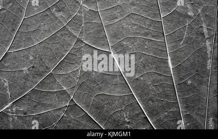 Extreme close up photo de vieilles feuilles compressées avec nervures visibles et taches, résumé fond naturel. Banque D'Images