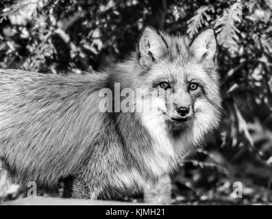 Red Fox (Vulpes volpes) dans la forêt, noir et blanc Banque D'Images
