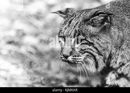 Lynx roux (Lynx rufus) closeup portrait, noir et blanc Banque D'Images