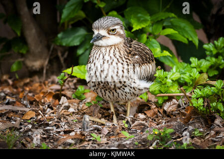 Bush Stone Curlew reposant bien camouflée dans les feuilles sèches. Banque D'Images