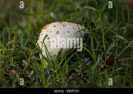 Shaggy cap d'encre isolées de champignons dans l'herbe illuminée par la lumière du matin Banque D'Images