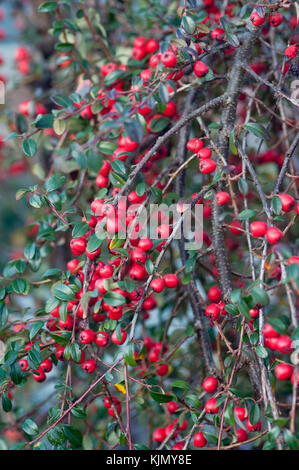 COTONEASTER SUECICUS X CORAL BEAUTY Banque D'Images