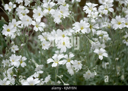 CERASTIUM TOMENTOSUM Banque D'Images