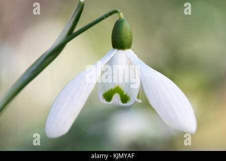 GALANTHUS S ARNOTT Banque D'Images