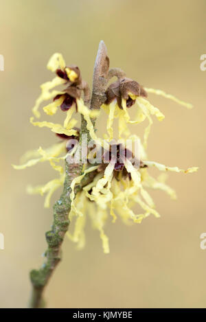 HAMAMELIS X INTERMEDIA LIMELIGHT Banque D'Images