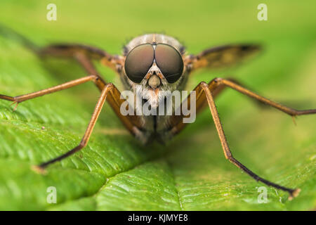 Un gros plan d'une photo frontale (Snipefly Downlooker Rhagio scolopaceus) sur la feuille. Tipperary, Irlande Banque D'Images